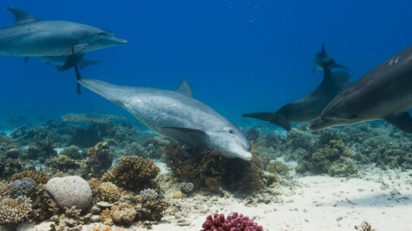 Planeta Azul II -Presentado por Gael García Bernal por Discovery Channel