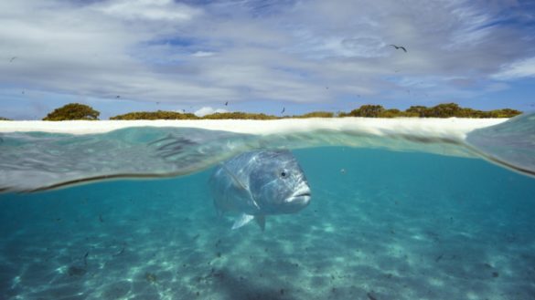 Planeta Azul II -Presentado por Gael García Bernal por Discovery Channel