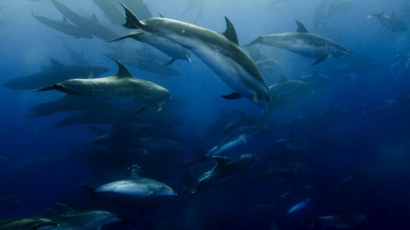 Planeta Azul II -Presentado por Gael García Bernal por Discovery Channel