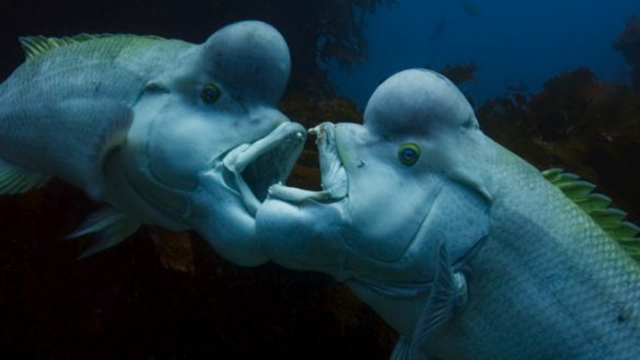 Planeta Azul II -Presentado por Gael García Bernal por Discovery Channel