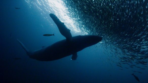 Planeta Azul II -Presentado por Gael García Bernal por Discovery Channel