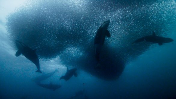 Planeta Azul II -Presentado por Gael García Bernal por Discovery Channel