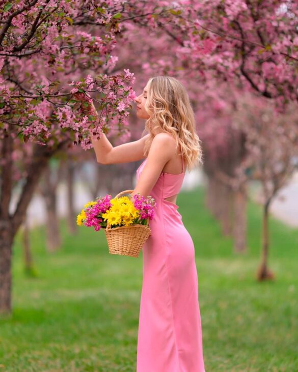 Cherry Blossoms