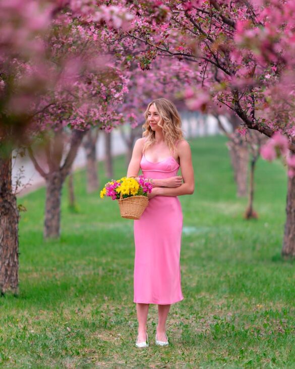 Cherry Blossoms