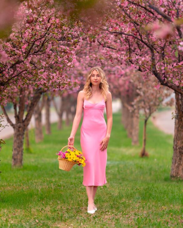 Cherry Blossoms